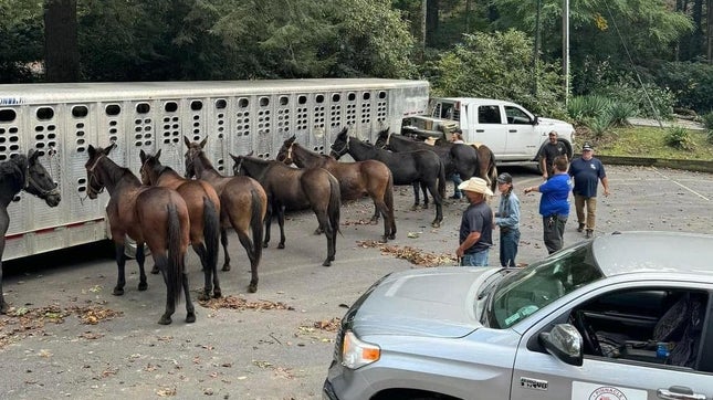 Imagen para el artículo titulado Mulas de carga están entregando suministros porque el huracán Helene destruyó muchas carreteras.